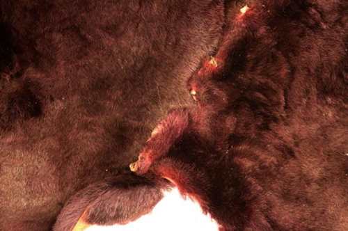Mole Skin Dyed & Tanned Claret